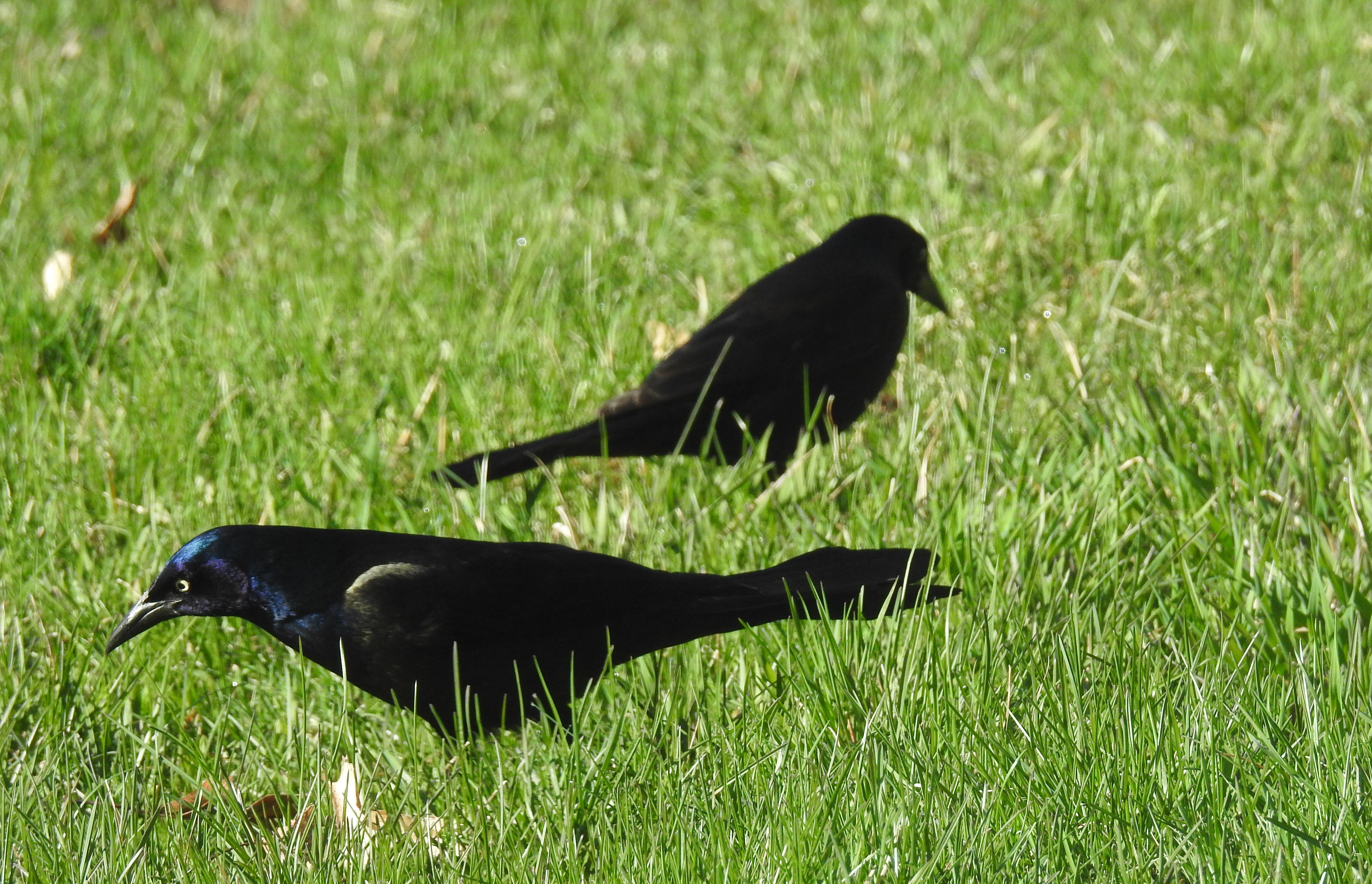 deux oiseaux noirs sur le gazon